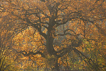 Übersichtsbild der Kategorie Bäume im Herbst