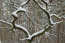 Übersichtsbild der Kategorie Bäume im Winter