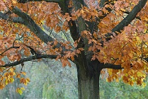 Roteiche, Quercus rubra