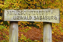 Urwald Sababurg