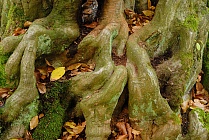 Hainbuche, Carpinus betulus